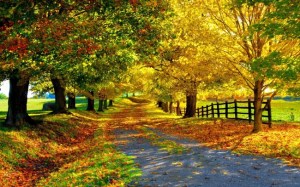 beautiful-autumn_tn2