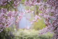 This image has an empty alt attribute; its file name is pink-2832485_640-e1589281115561.jpg